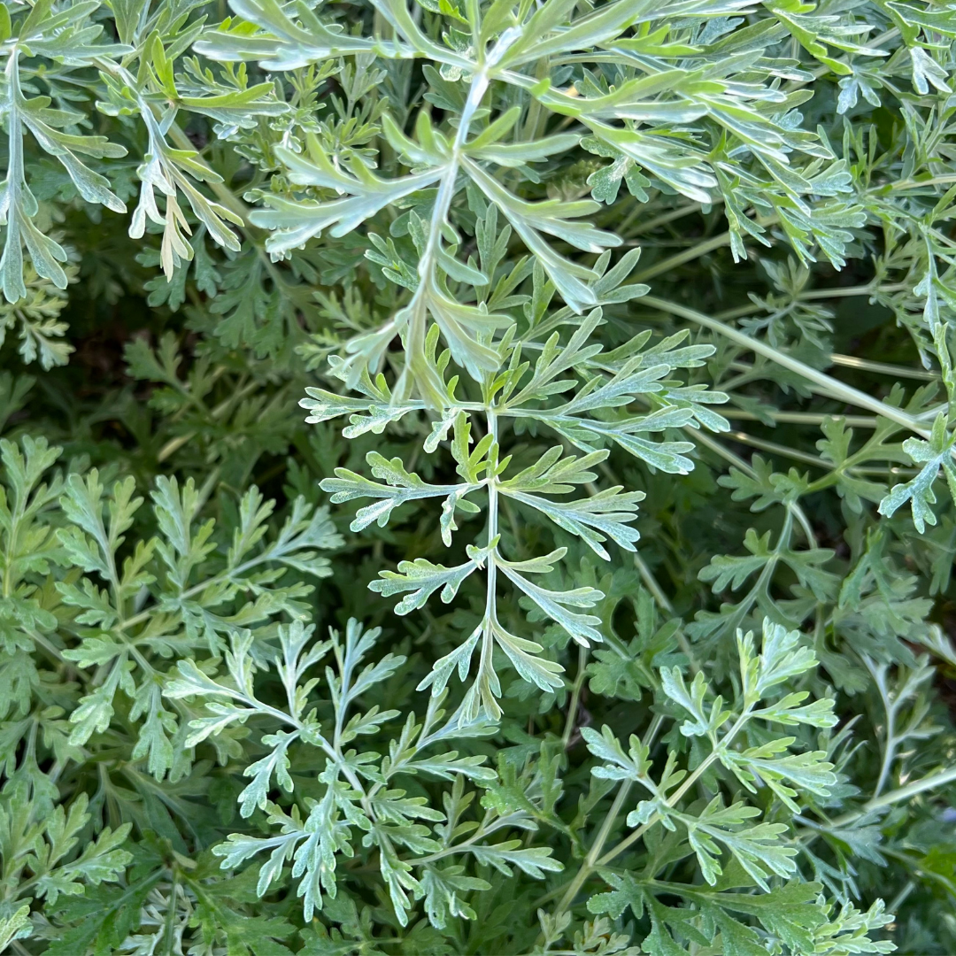 Artemisia Annua: An Ancient Herbal Superfood