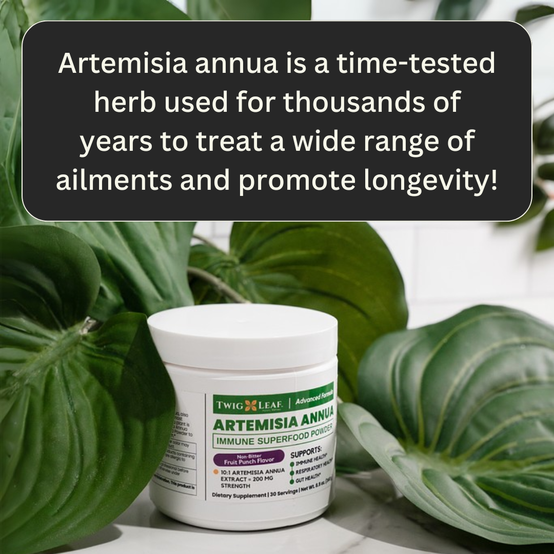 ARTEMISIA ANNUA | Immune Superfood Powder