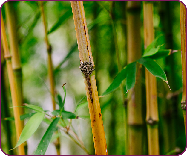 Bamboo Silica